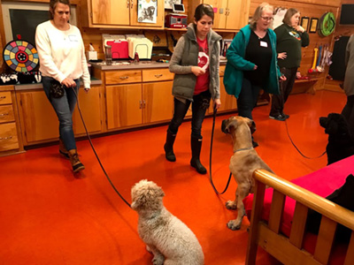 A group of dogs and owners participating in a dog obedience training class