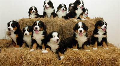 A dozen puppies sitting on stacked hay bales.