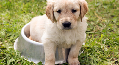 A puppy outside in the lawn sitting in a metal water bowl.