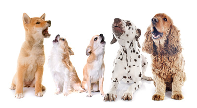 A supplemental graphic of five dogs howling