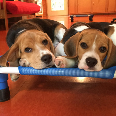 Two beagle puppies laying on a mat during a puppy training class.