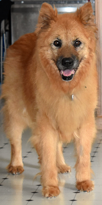 Picture of a Golden Retriever, Chow mix