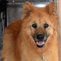 A golden retriever and chow chow mix dog called Angel