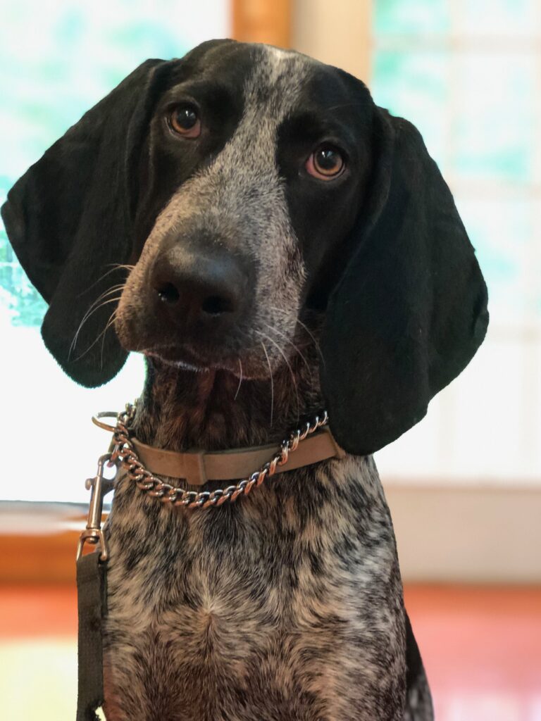 Picture of Traeger a Bluetick Coonhound from Delaware during training classes
