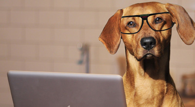 A dog sitting in front of a laptop computer wearing glasses