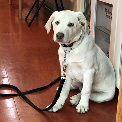 A Labrador Retriever sitting on the floor and looking at the camera during a therapy dog training session.