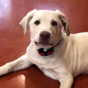 A Labrador Retriever laying on the floor looking at the camera during therapy dog training