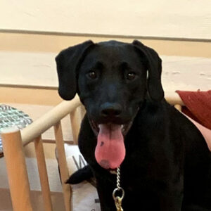 A Labrador Retriever mix sitting obediently and looking at the camera