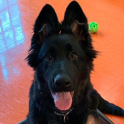 A German Shepherd sitting on a floor during a training session