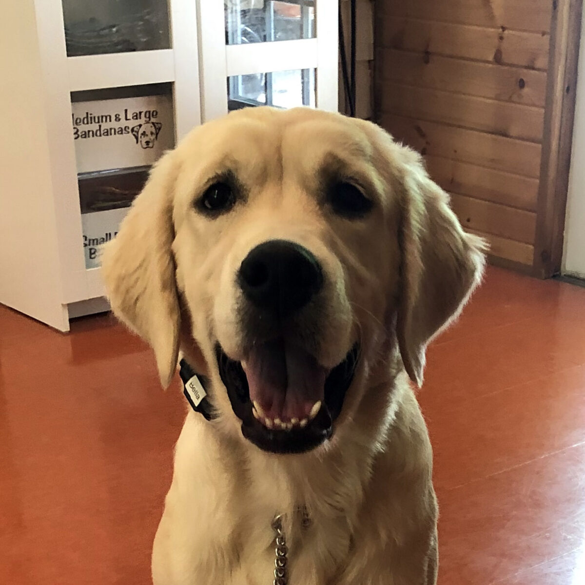 Bella | Delaware Golden Retriever