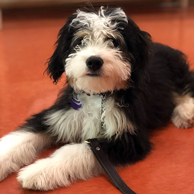 Murphy | Powell Bernadoodle