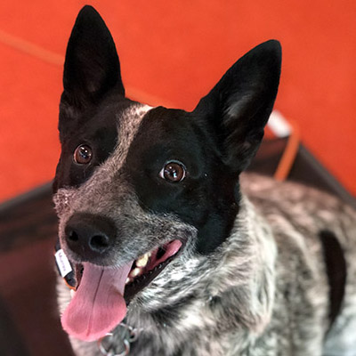 An Australian Cattle Dog sitting obediently on a training mat and looking at the camera