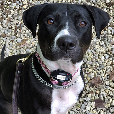 Suzy Q | Columbus Pit Bull, Boxer, Hound mix