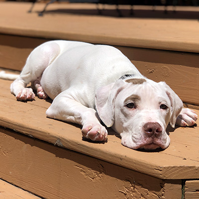 A Pit Bull and Labrador Retriever mix laying obediently on a wood deck