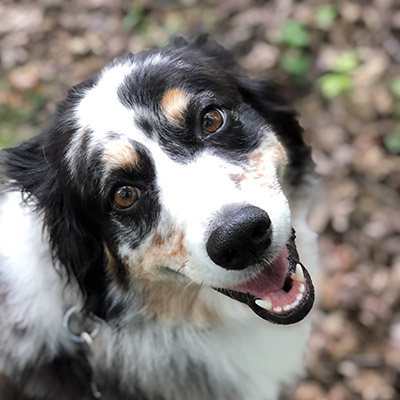 Bell | Pickerington Australian Shepherd