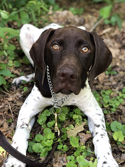 A German Shorthaired Pointer laying obediently on the ground and looking at the camera