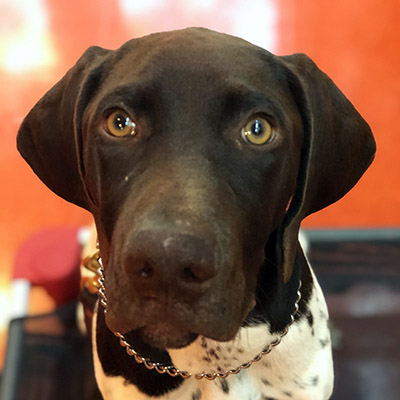 Captain | Delaware German Shorthaired Pointer