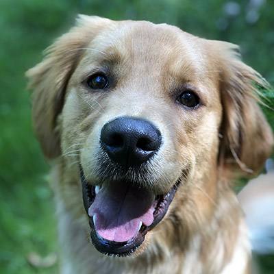 Finn | Dublin Golden Retriever