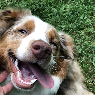 A playful looking Australian Shepherd laying upside down on the grass and looking at the camera
