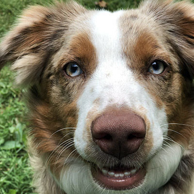 Ginger | Pickerington Australian Shepherd