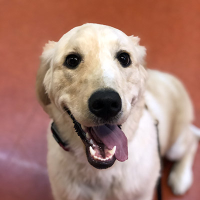 Harley | Westerville Golden Retriever