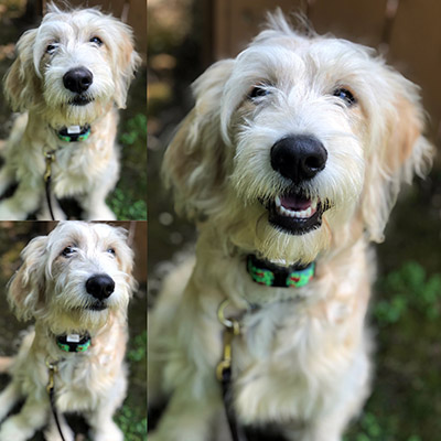 A set of three pictures of a Goldendoodle sitting obediently on the lawn