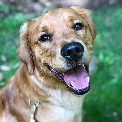 Rudy | Dublin Golden Retriever