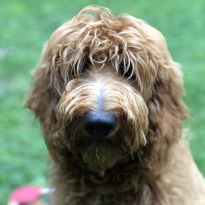 A Goldendoodle sitting obediently on a training mat and looking at the camera