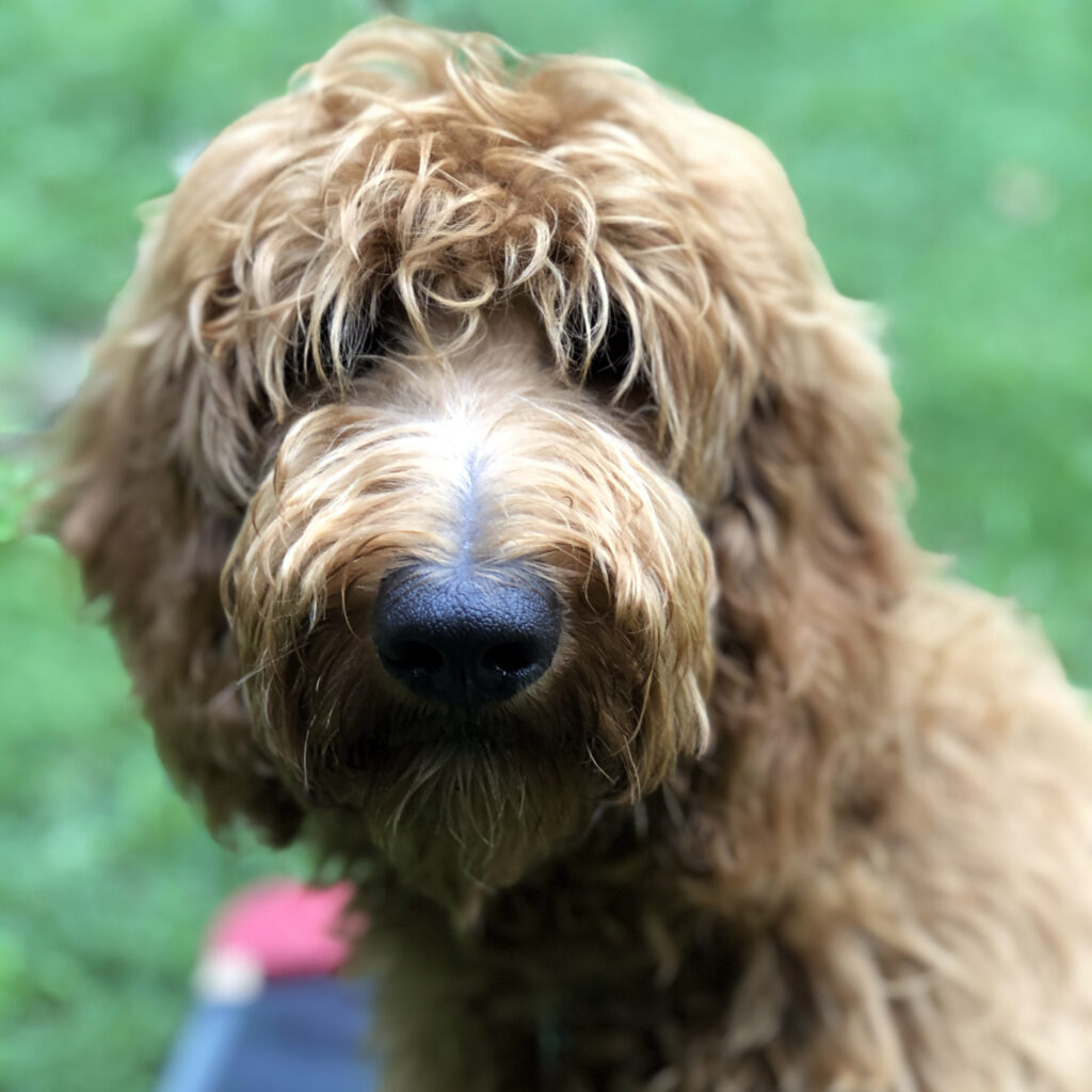 A Goldendoodle sitting obediently on a training mat and looking at the camera