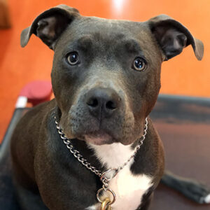 A Pit Bull Terrier sitting obediently on a training mat and looking at the camera