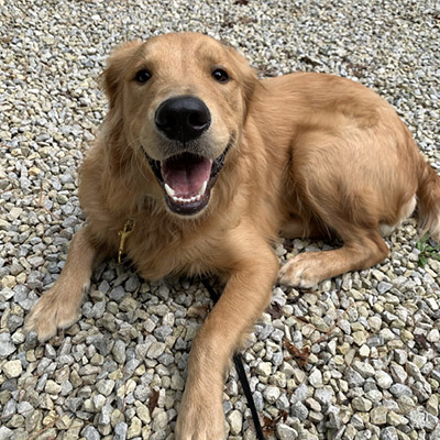 A Golden Retriever laying on the gravel outside