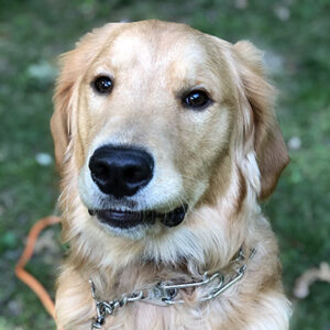 A Golden Retriever sitting obediently