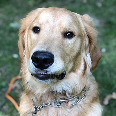 Hank | Powell Golden Retriever