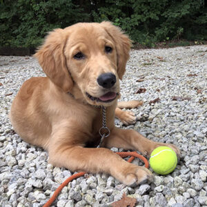 A Golden Retriever laying outside on the ground with a ball and looking at the camera