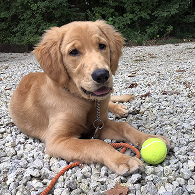 Murphy | Galena Golden Retriever