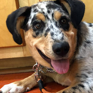 A Catahoula Leopard Dog puppy laying obediently on the floor and looking at the camera