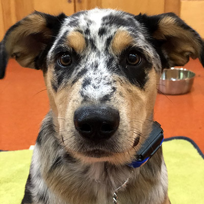 A Catahoula Leopard Dog sitting obediently on the floor and looking at the camera