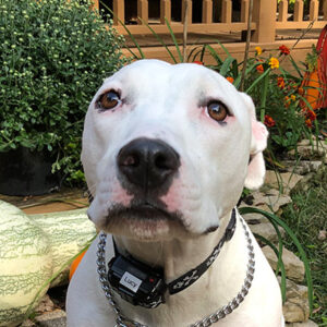 A Pit Bull Terrier sitting obediently on a stone walk