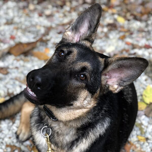 A German Shepherd laying obediently outside