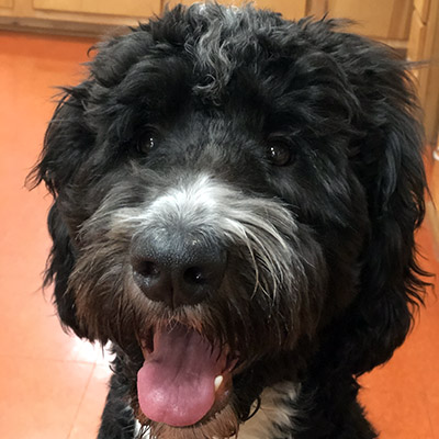 A happy looking Bernedoodle puppy
