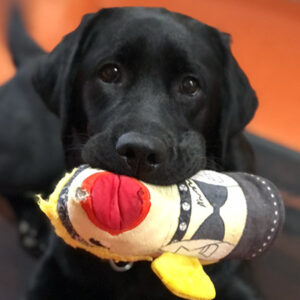 A Labrador Retriever puppy laying obediently on a training mat with a toy in her mouth