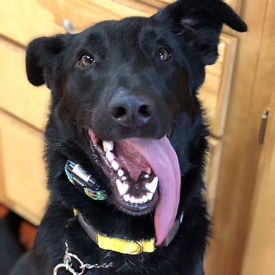A black German Shepherd Dog sitting obediently during training with his tongue hanging out to the side