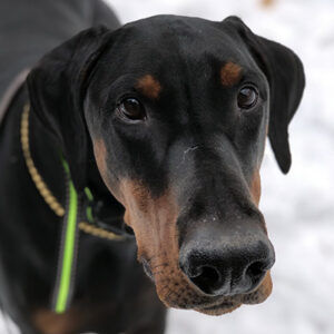 A Doberman Pinscher standing outside in the snow