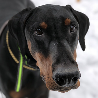 Cyrano | Delaware Doberman Pinscher