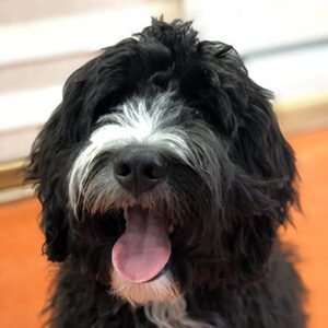 A Bernedoodle puppy sitting obediently on the floor during training class