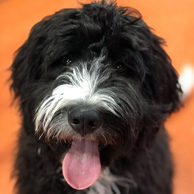 A Bernedoodle puppy sitting obediently on the floor during training class