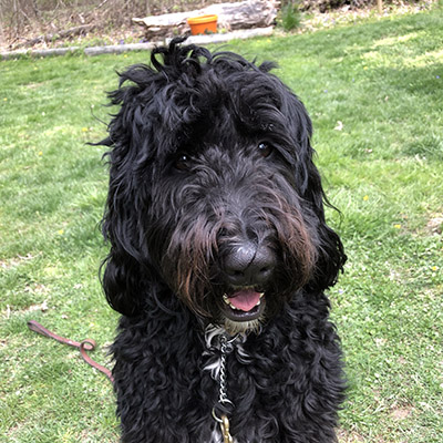 A Bernedoodle sitting obedeintly outside during training