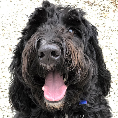 Kinnick | Delaware Bernedoodle