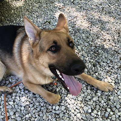 A German Shepherd Dog puppy laying on a gravel driveway during training