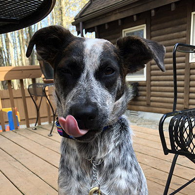 A Catahoula Leopard Dog and Bluetick Coonhound puppy sitting on a deck during training
